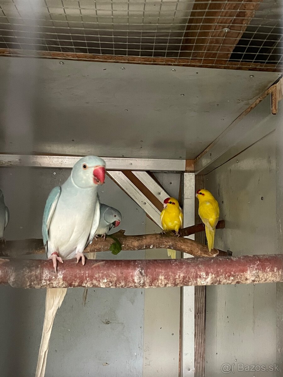 Kakarik