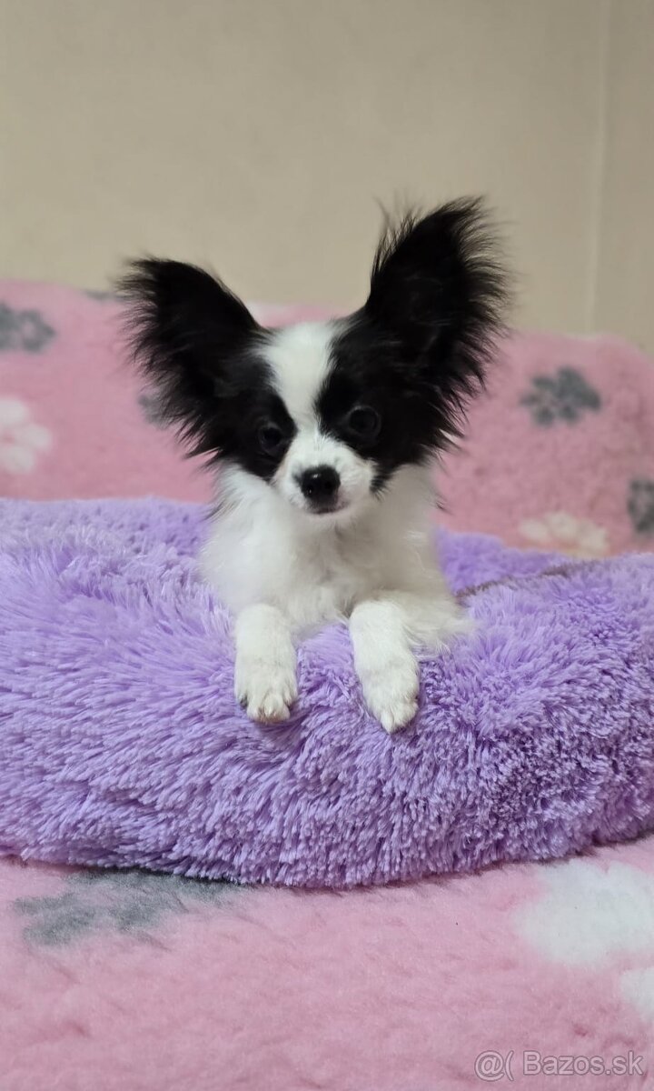 Papillon šteniatko s PP