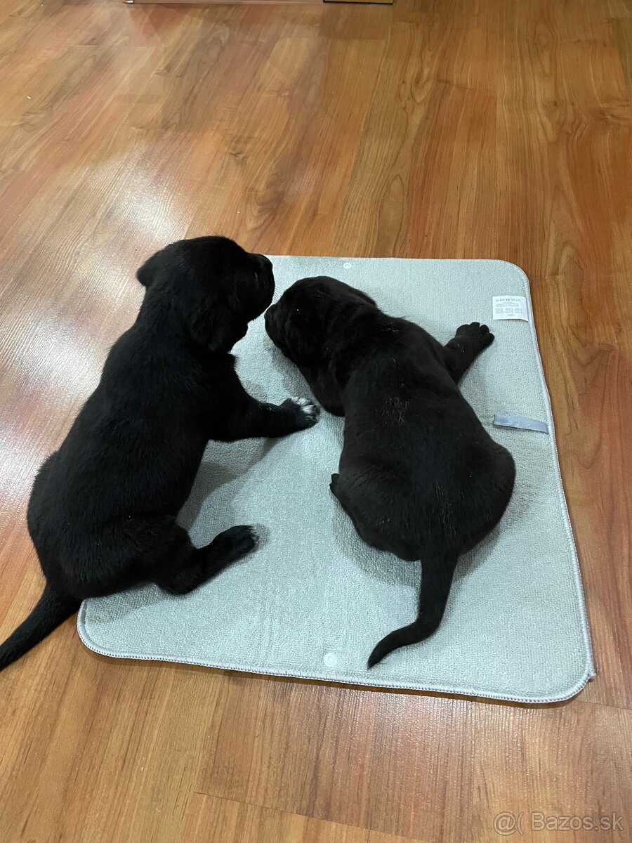 šteniatka od weimara