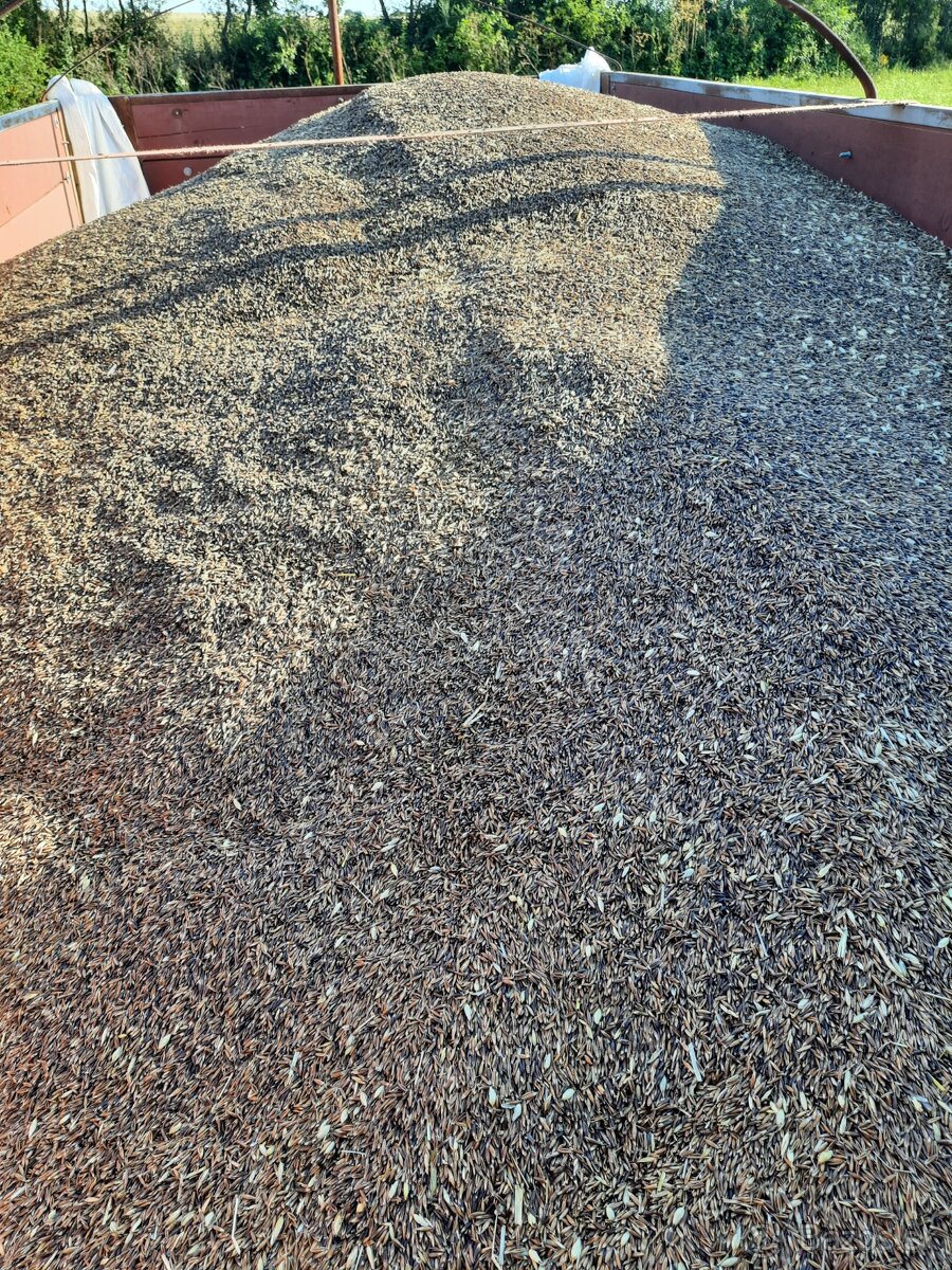 Predám čierny ovos.