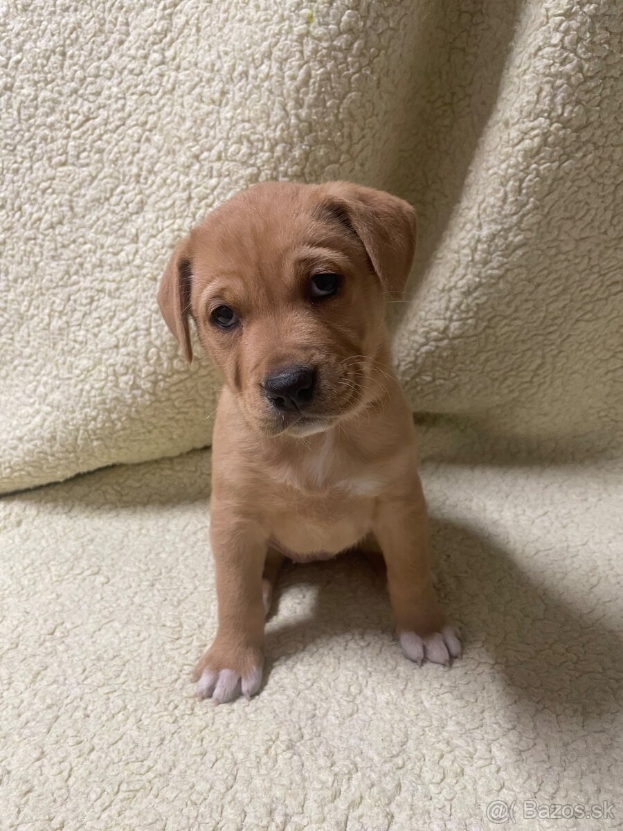Šteniatka krížené Staford-Labrador