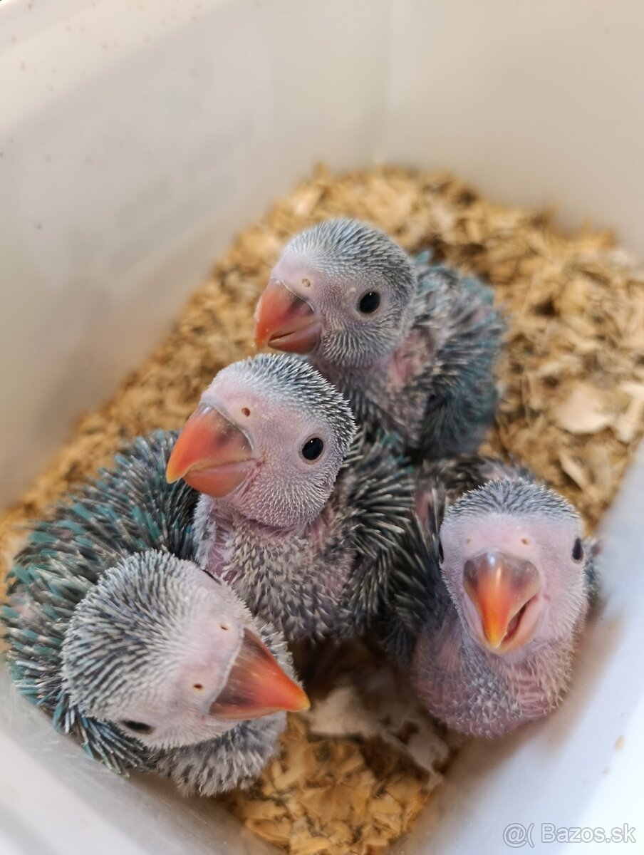 Ručne dokrmeny Alexander maly