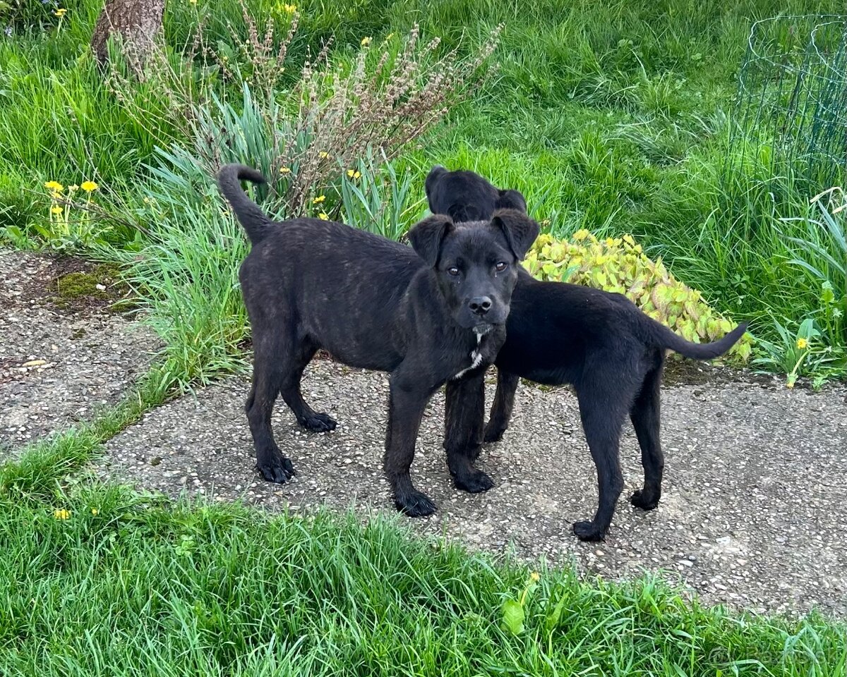 Cane Corso