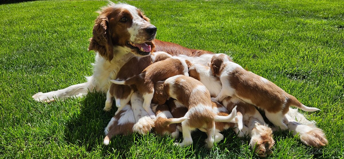 Welsh Springer Spaniel - šteniatka