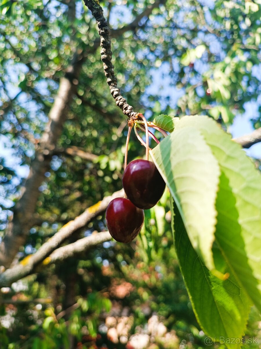 Predám čerešne srdcovky 4.50 /1kg