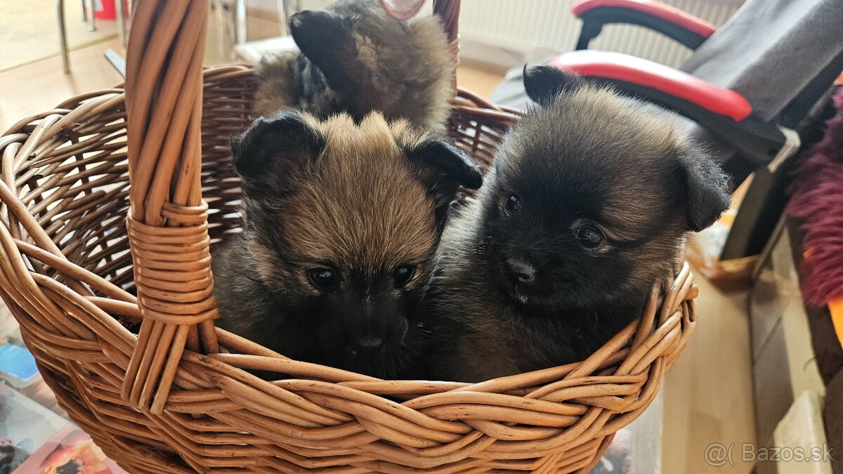 Pomeranian