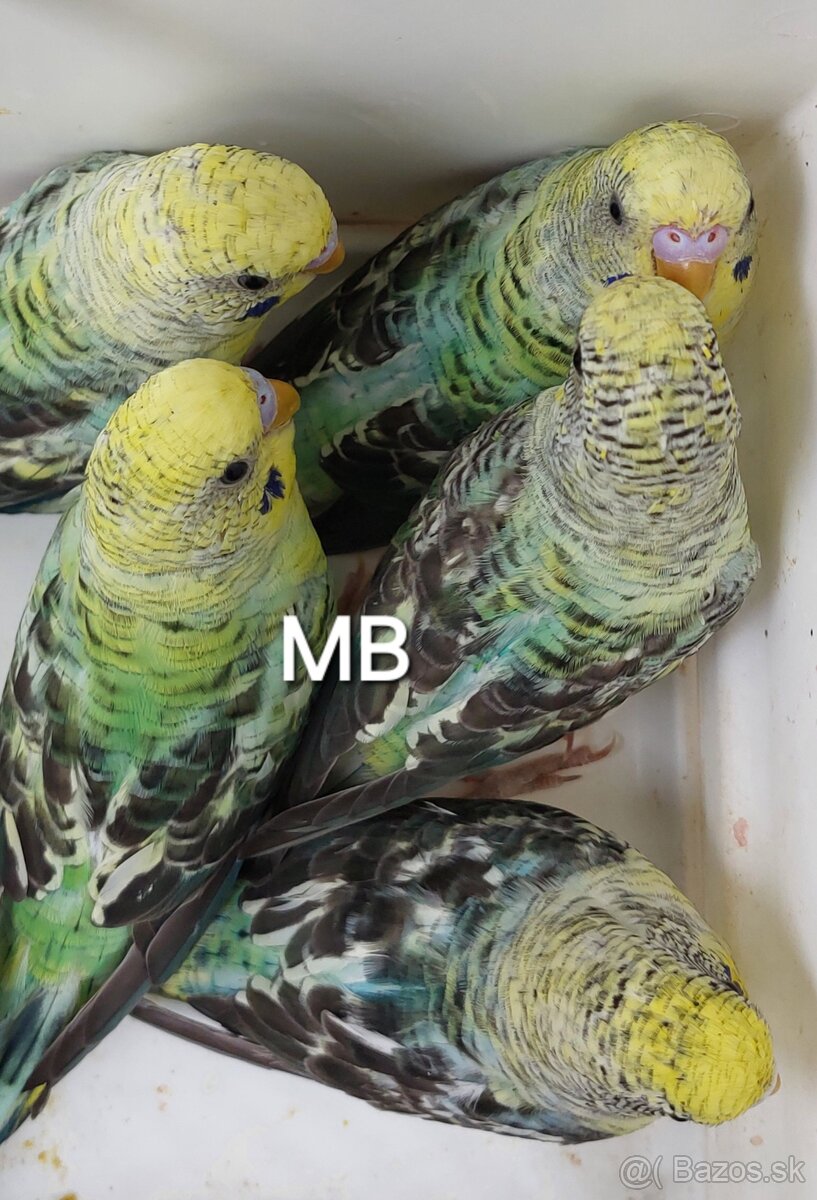 Blackwings andulky čiernokridle