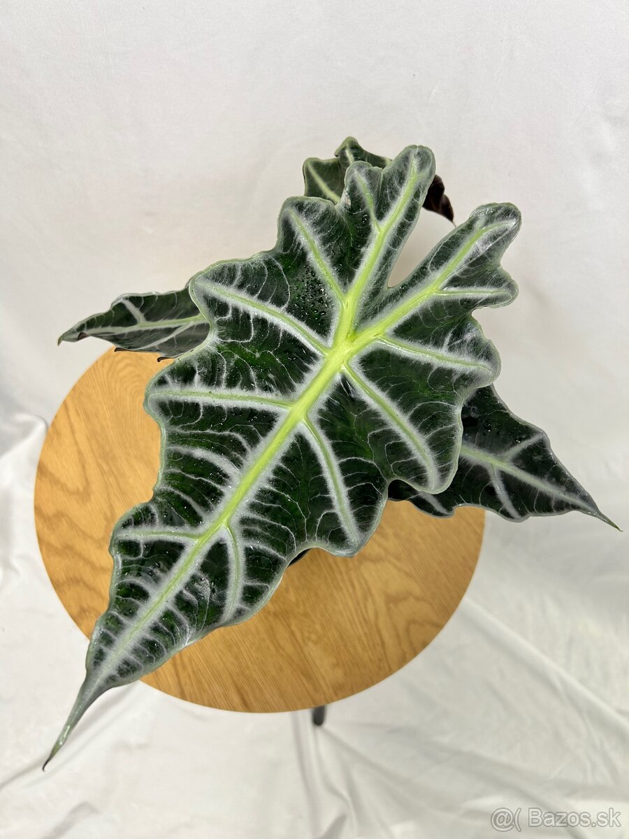 Alocasia Polly
