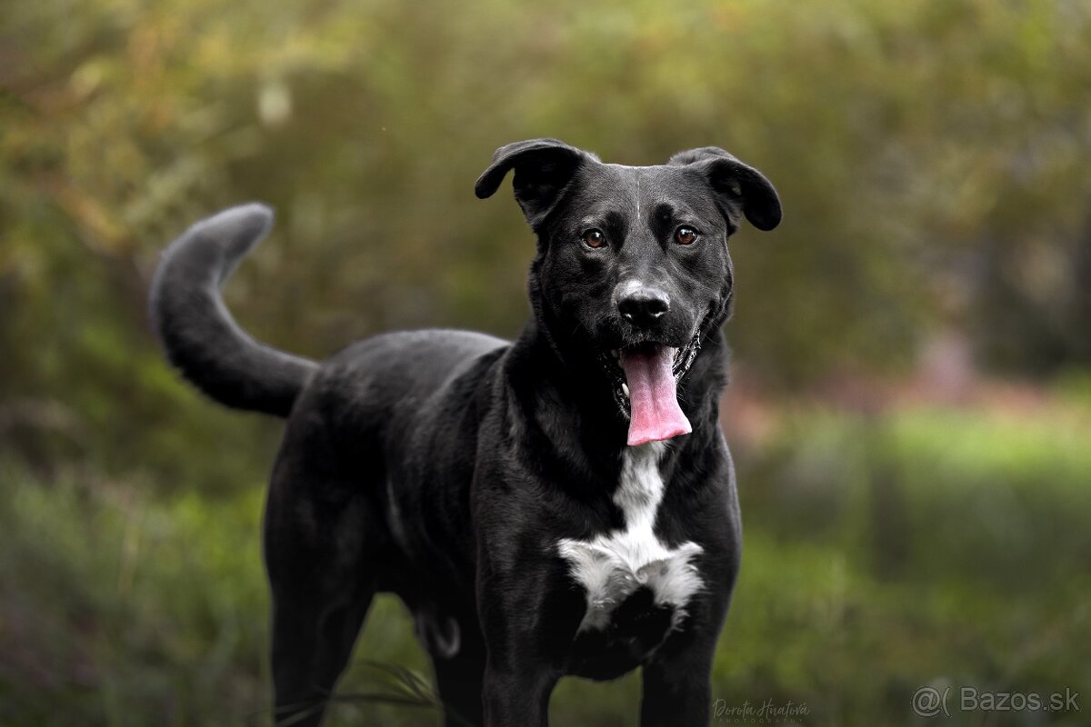 Darujem rodiného psa Danteho - mix labrador / doga