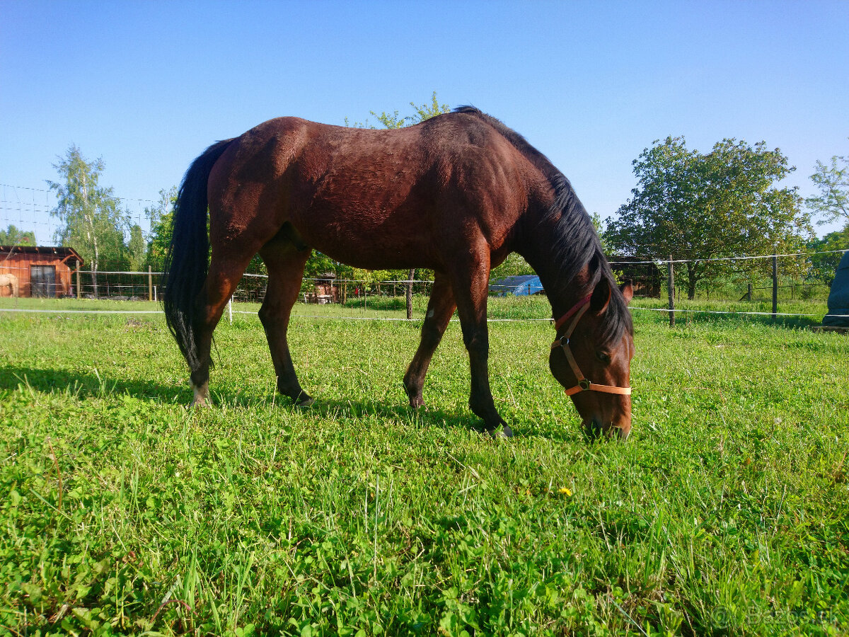 AQH valach