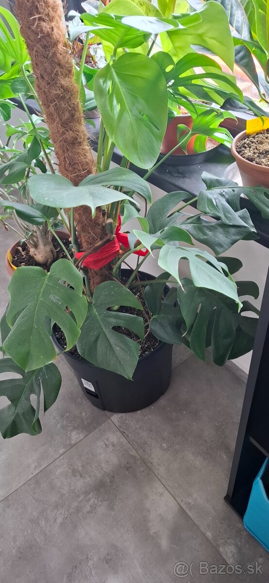 Monstera pertusum