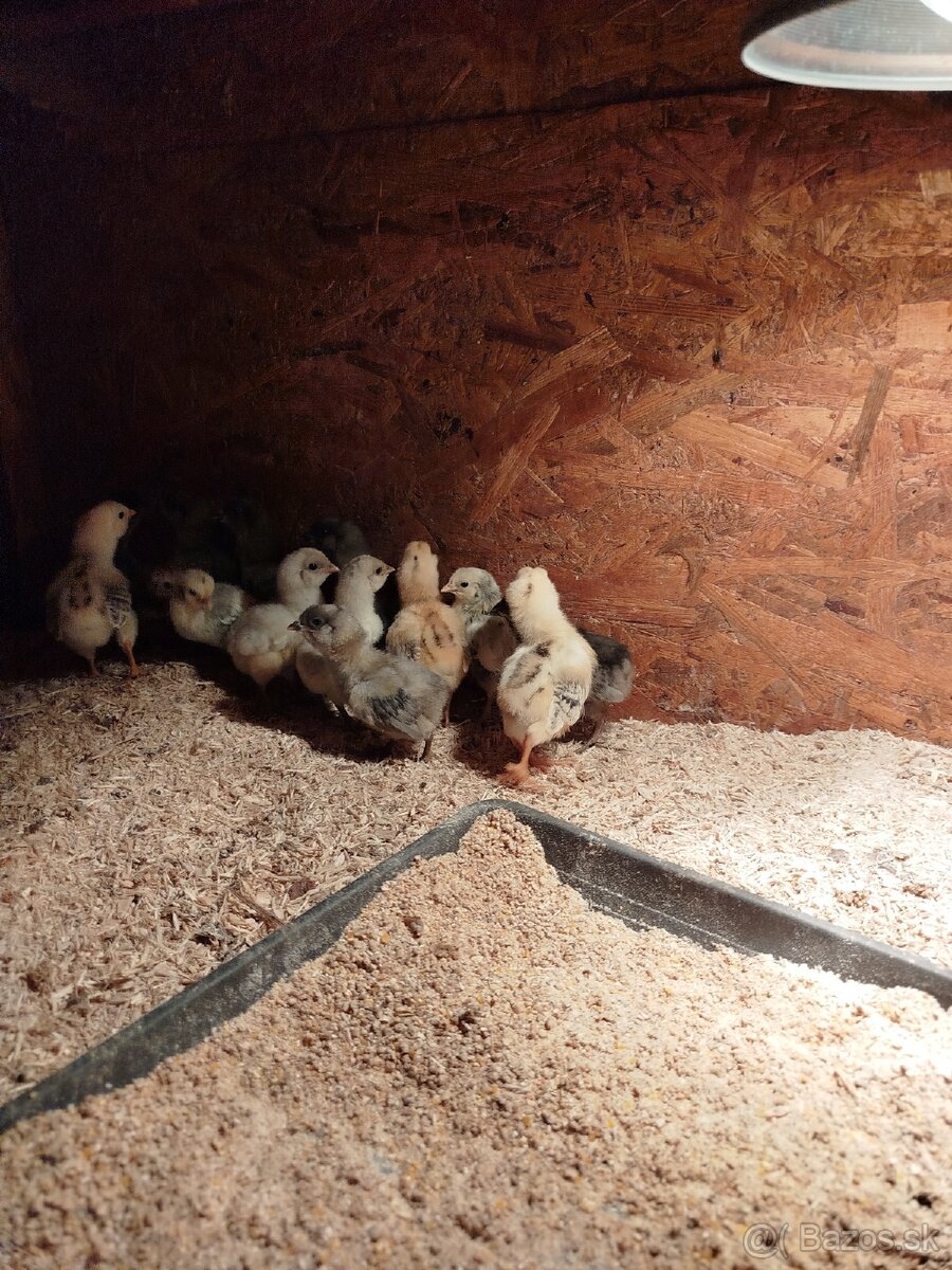 Araucana kuriatka