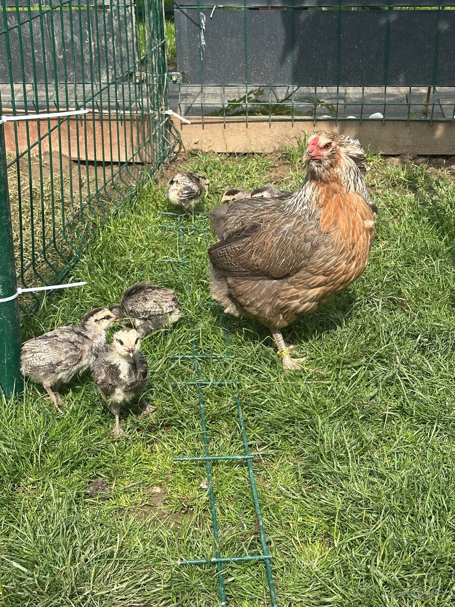 Araucana striebornokrka