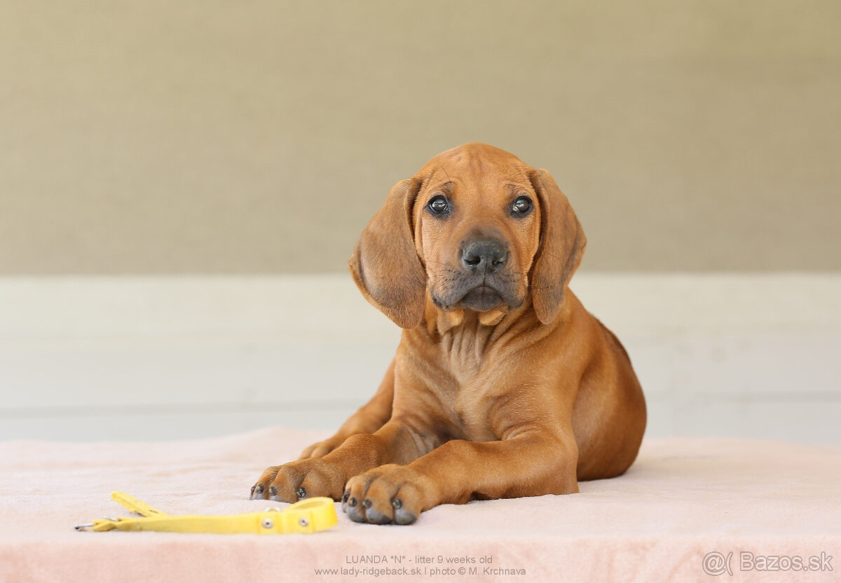 Rhodesian Ridgeback šteniatka s PP IHNEĎ K ODBERU