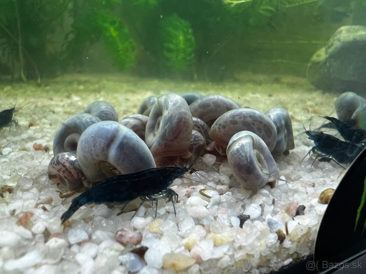 Slimák | Kotuľka | Planorbella Duryi Duryi