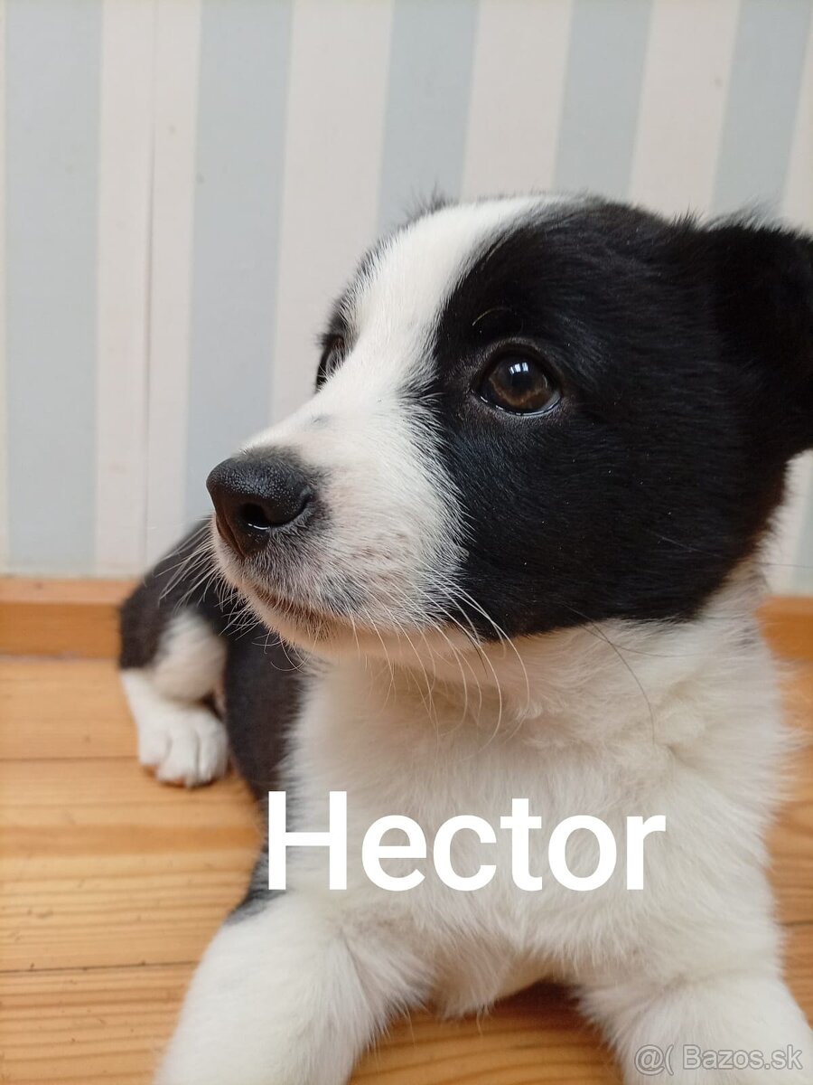 Border kolia šteniatka