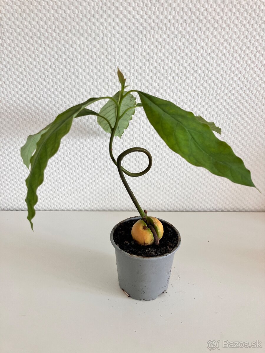 Avokádo bonsai