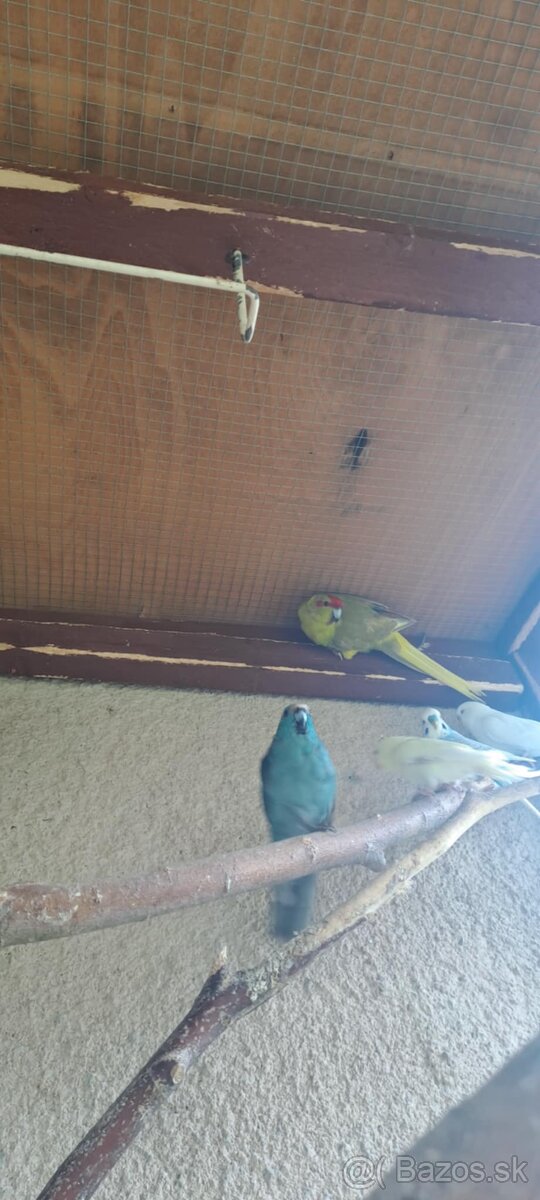 Kakariki