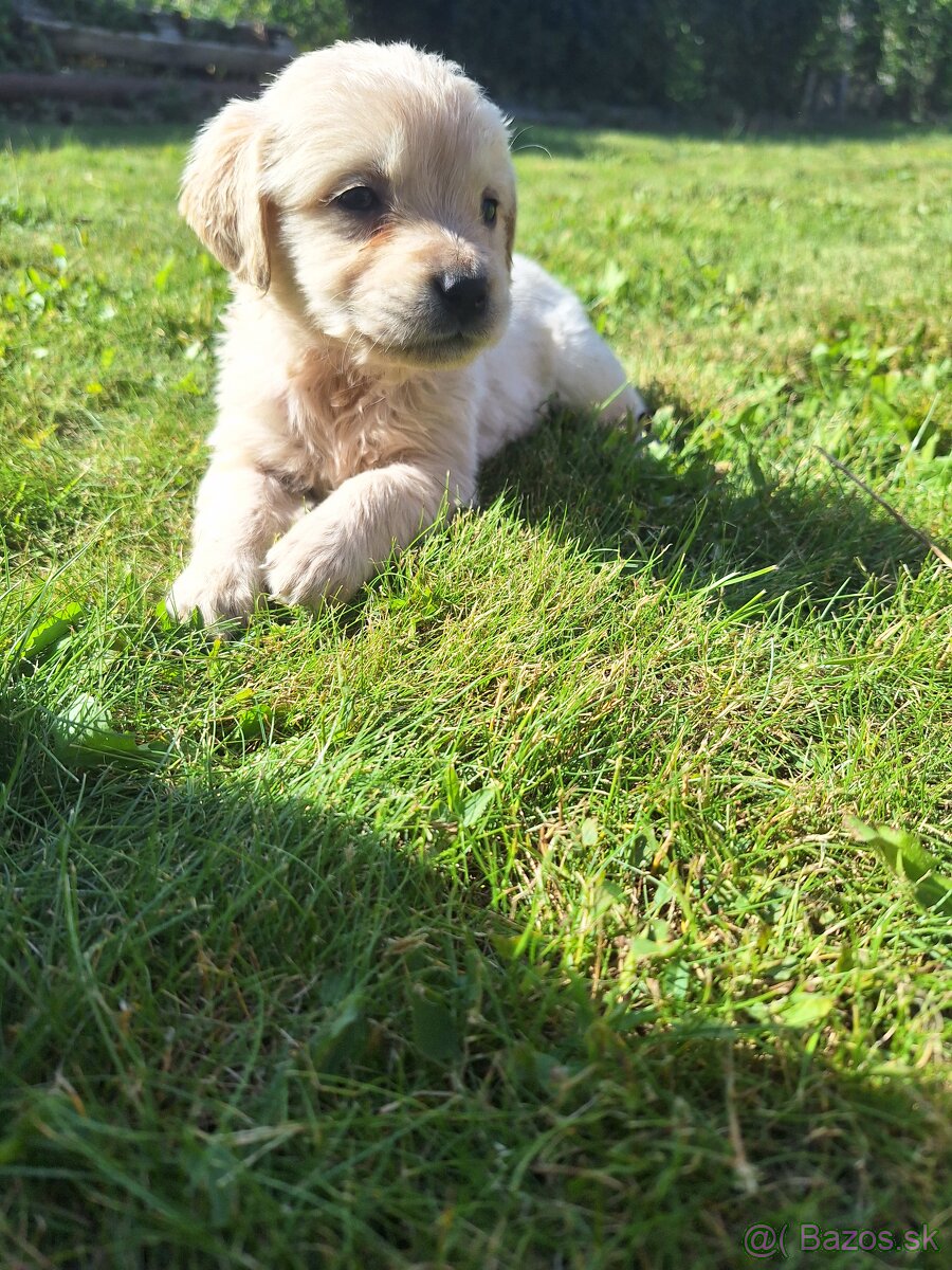 Zlatý retriever