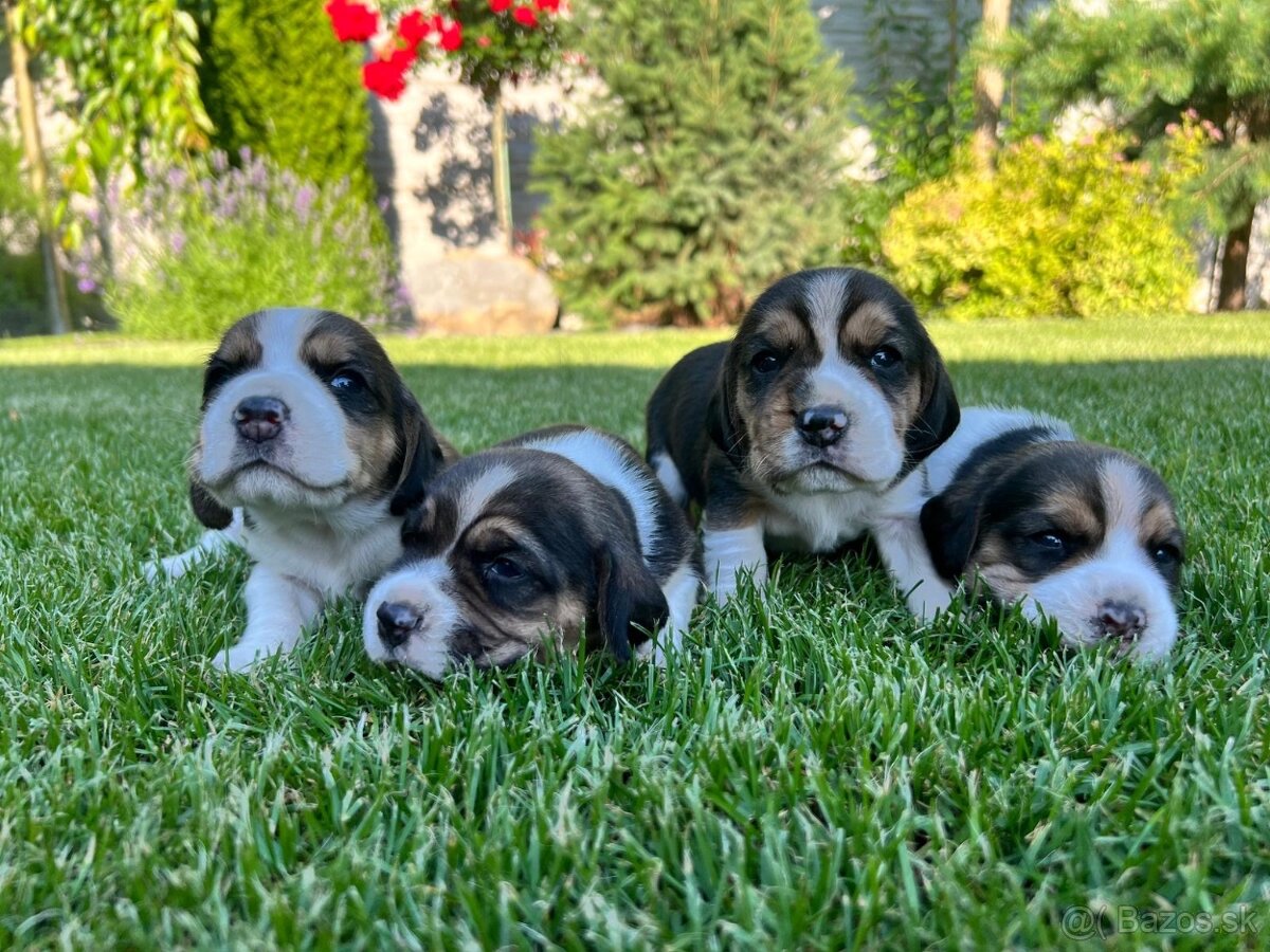 Beagle