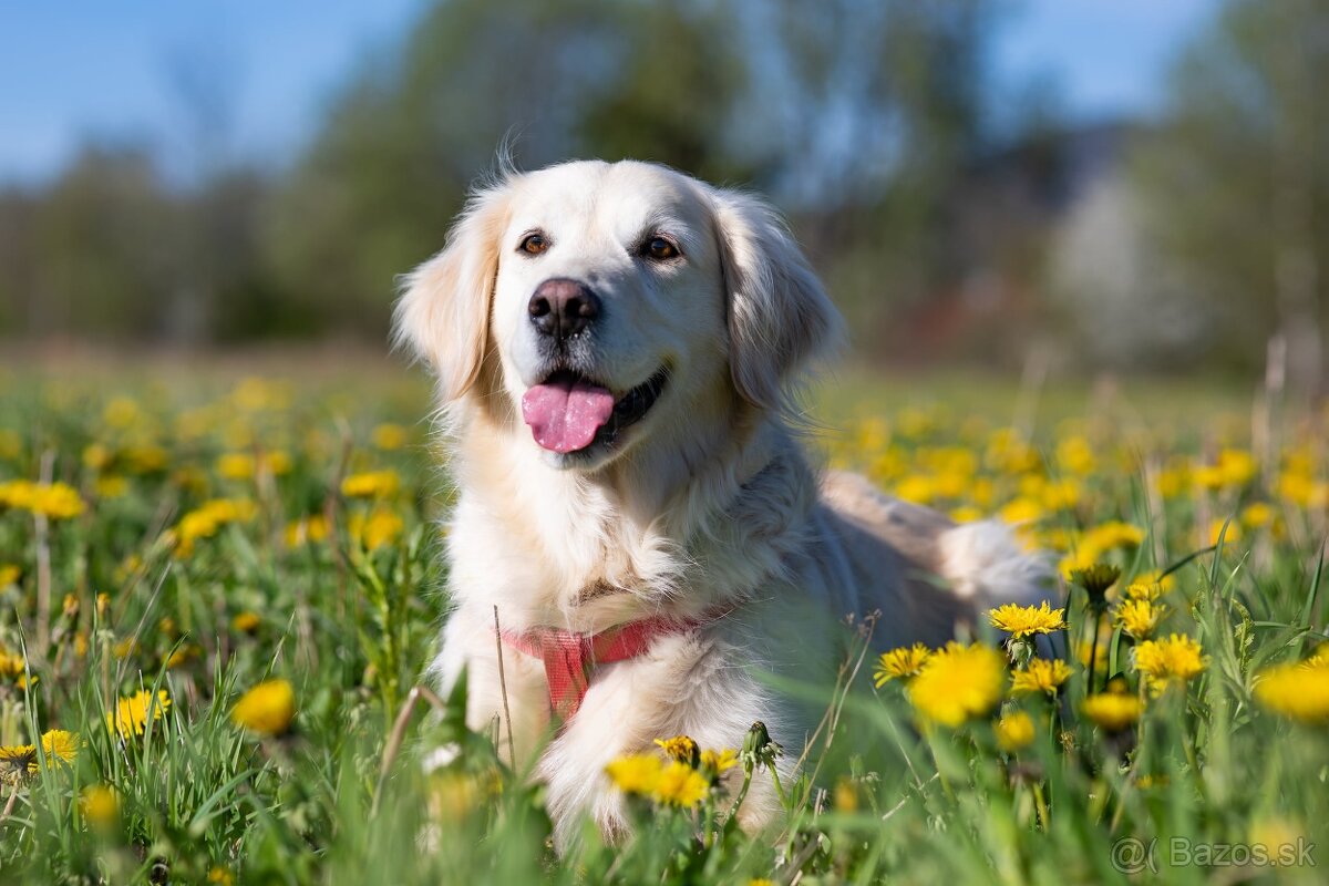 Zlatý retriever