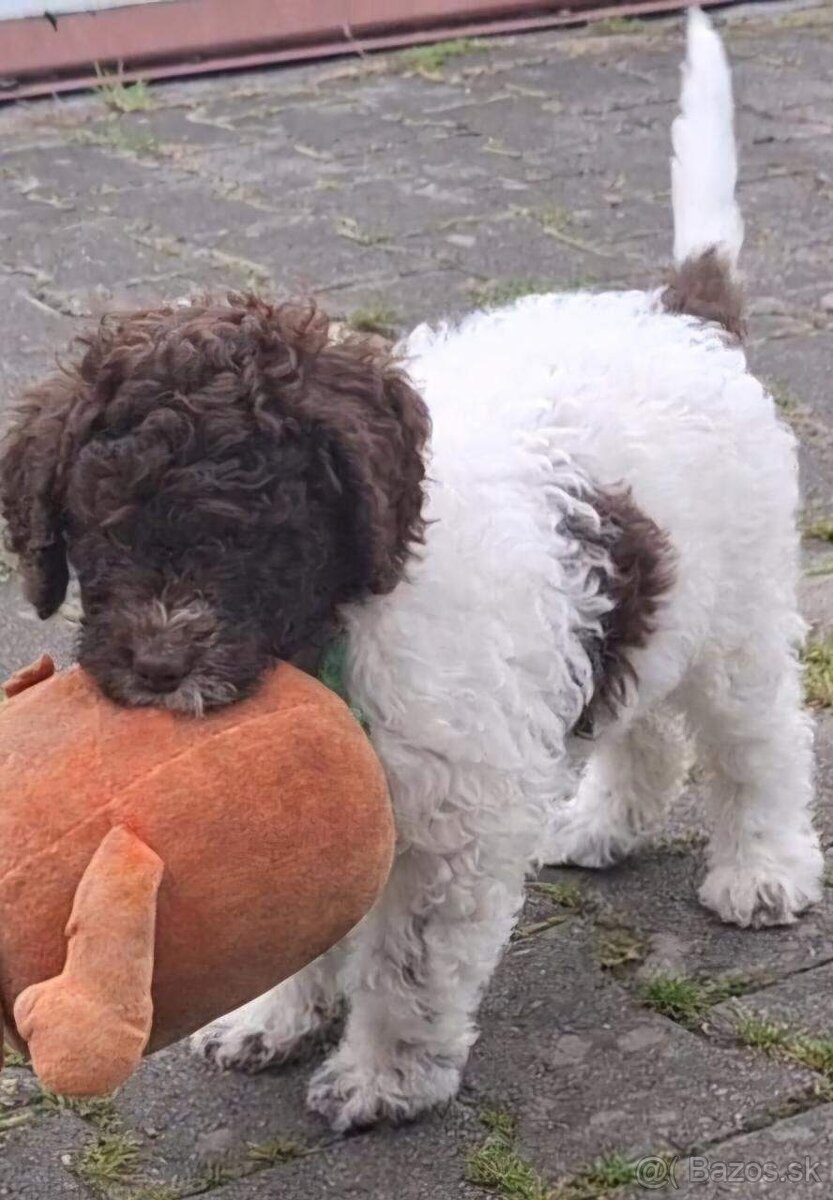 Lagotto romagnolo - pejsek