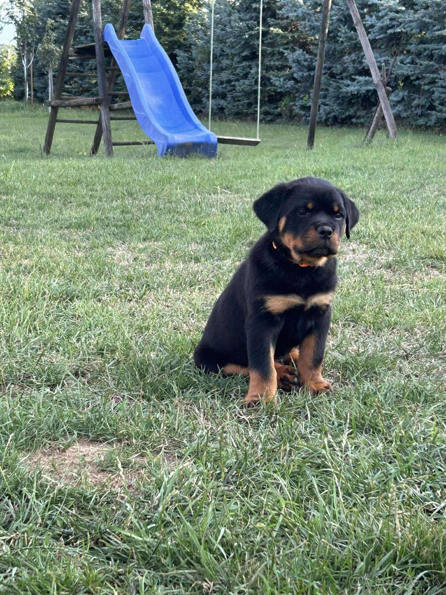 Šteniatka Rottweilera Rotvajler Rtw s PP na predaj 🐾