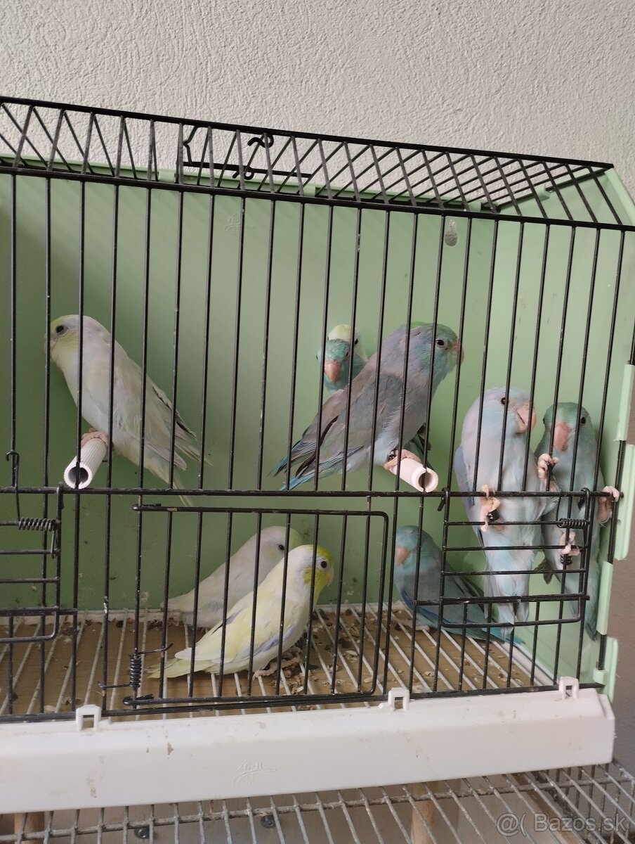 Predám Forpusi a Pyruru zelenolica