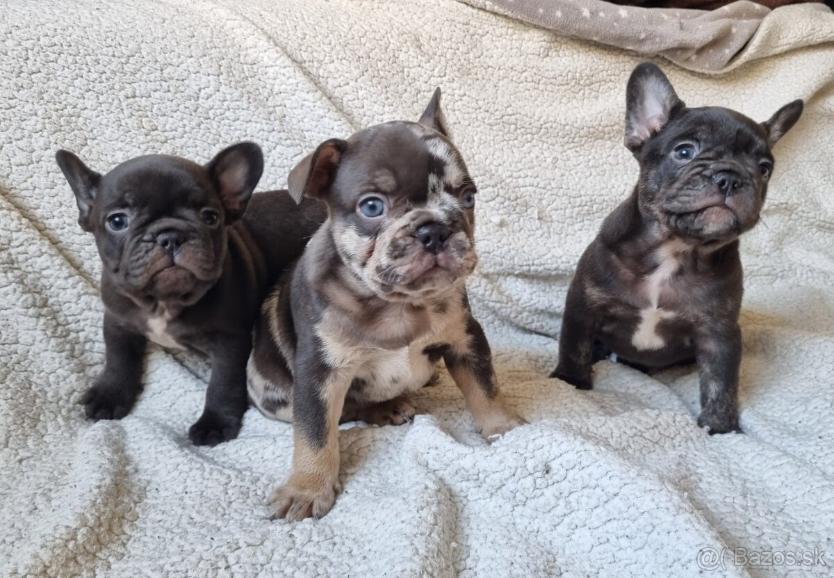 Francúzsky buldoček