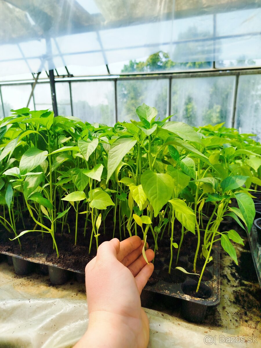 Paprika koreninová 🌶️