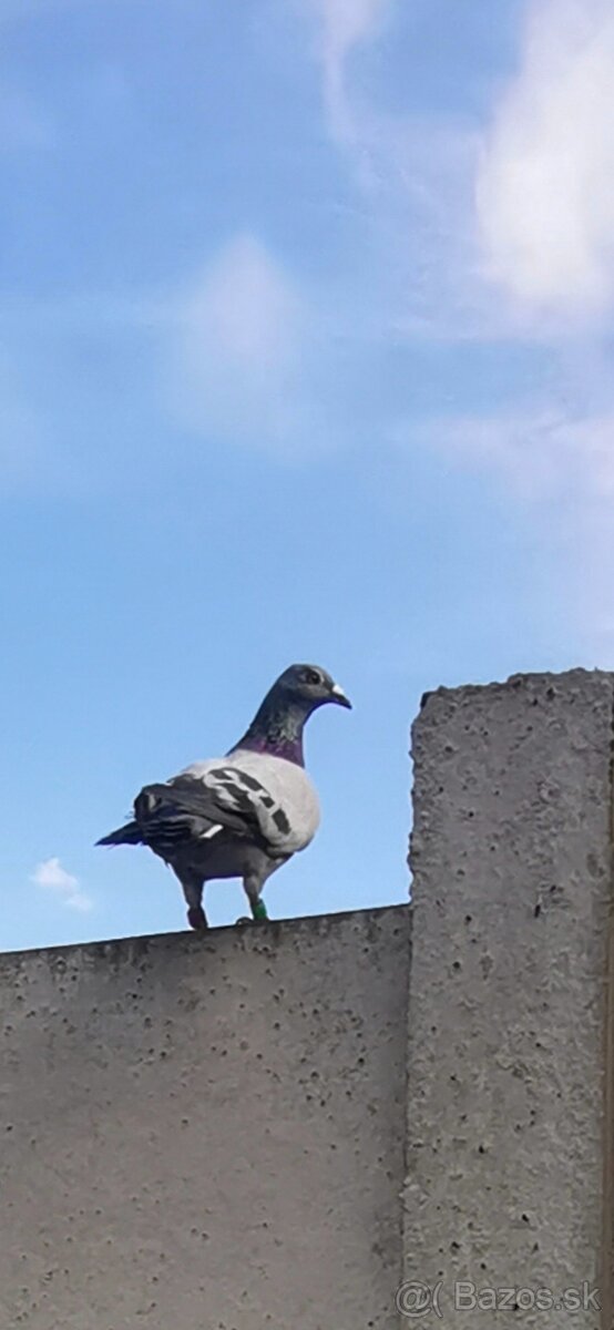 KÚPIM MLADÉ POŠTOVÉ HOLUBY