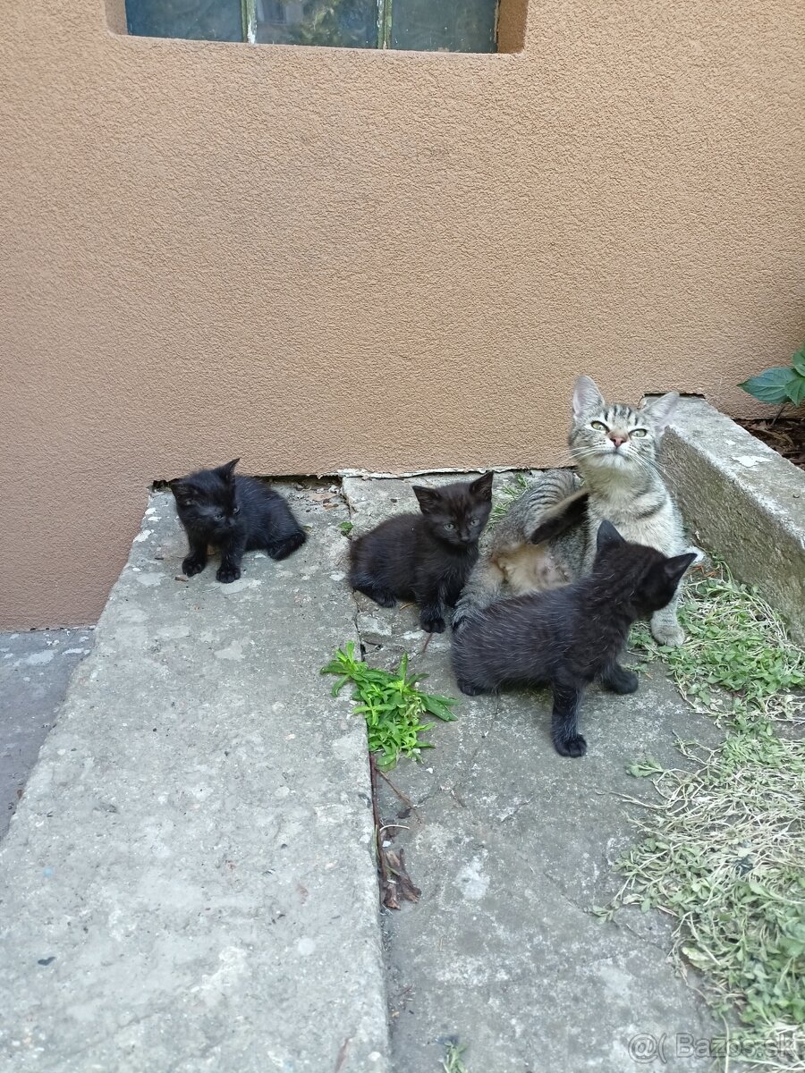 Darujem mačiatka