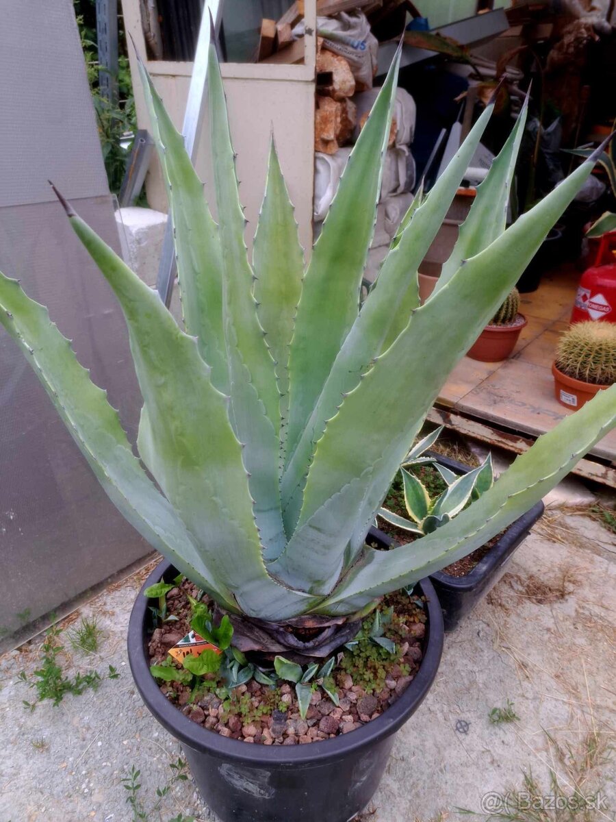 Agave
