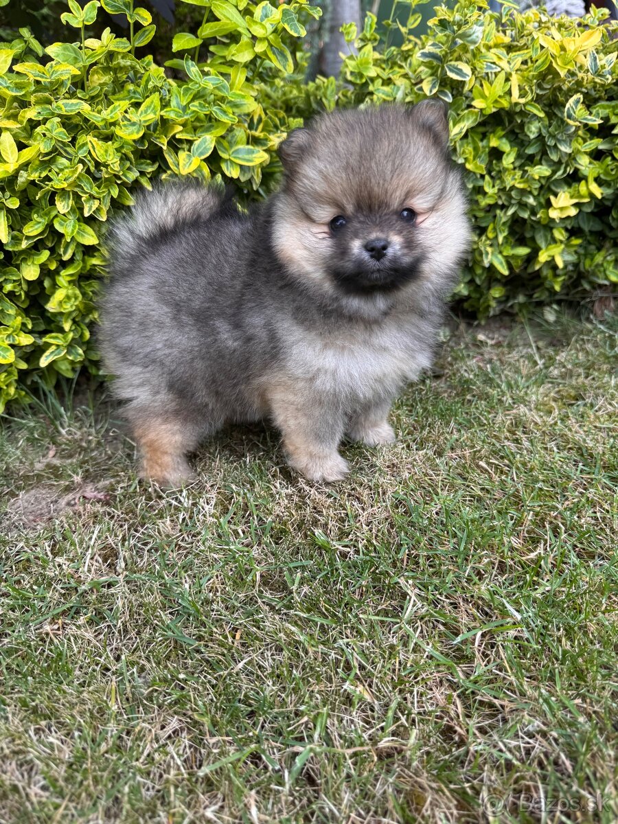 Špic Pomeranian fenka