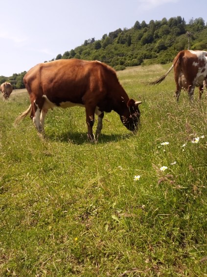 Predám lacno jeden krát otelenú mladú dojnú kravu.