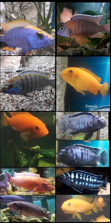 Cichlidky
