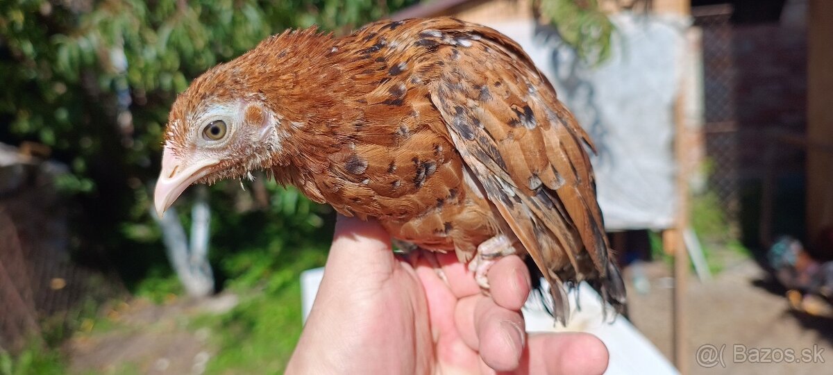 Sliepočky liliputiek