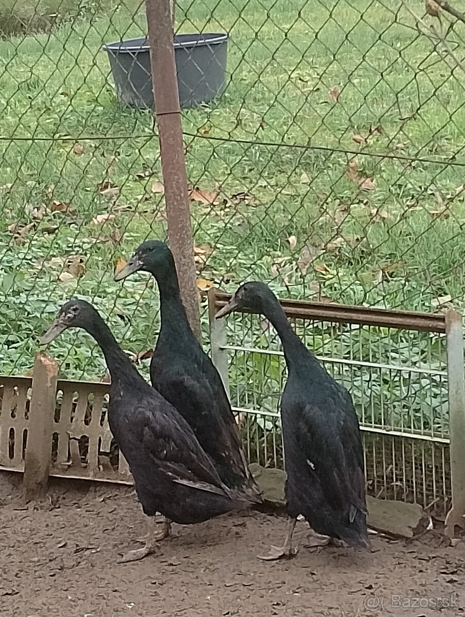 Predám indické bežce