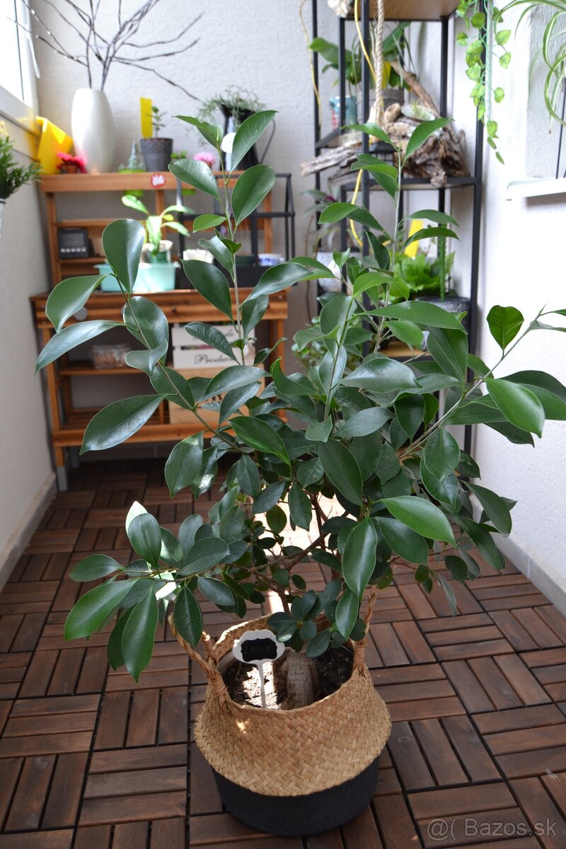 Ficus ginseng 10-15 cm