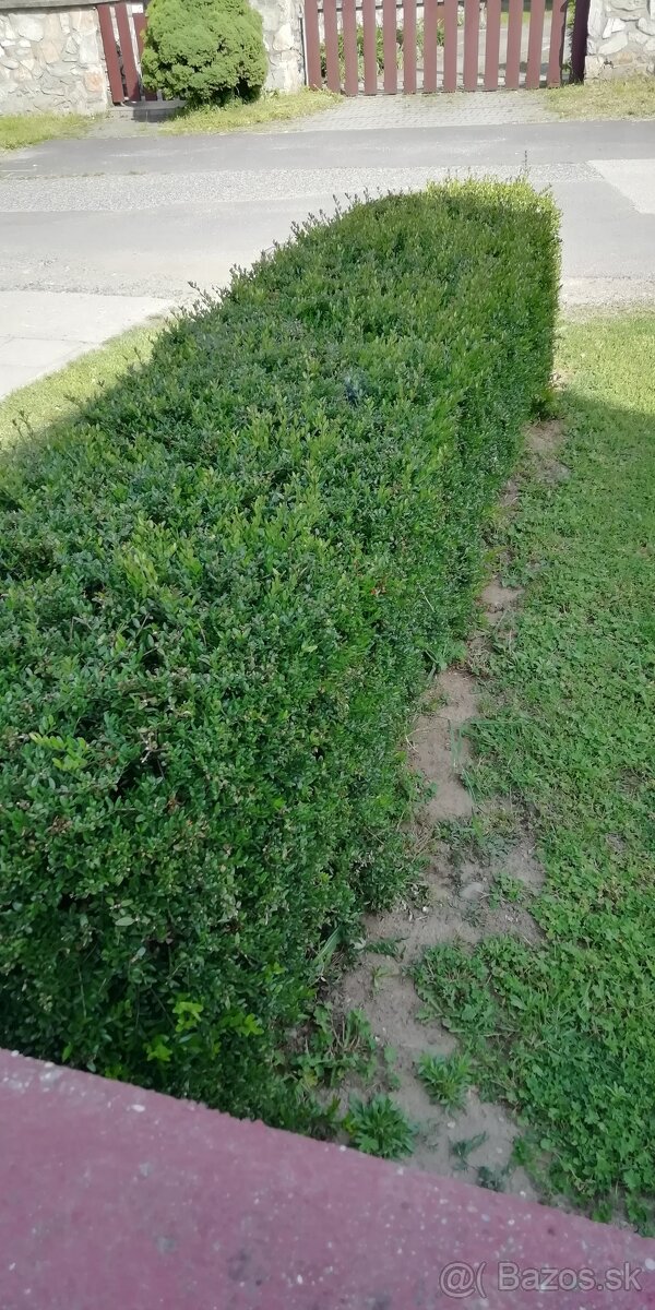 Zemolez/lonicera nitida