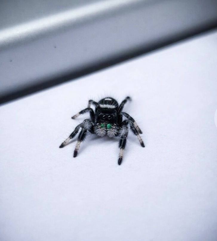 Predám pavúka Phidippus regius „Everglades“ (Skákavka kráľov