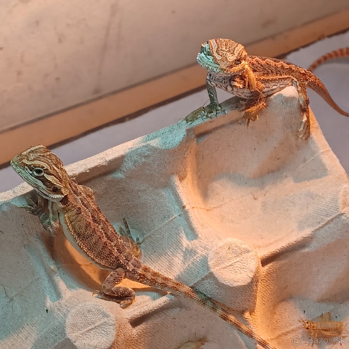 Agama bradatá