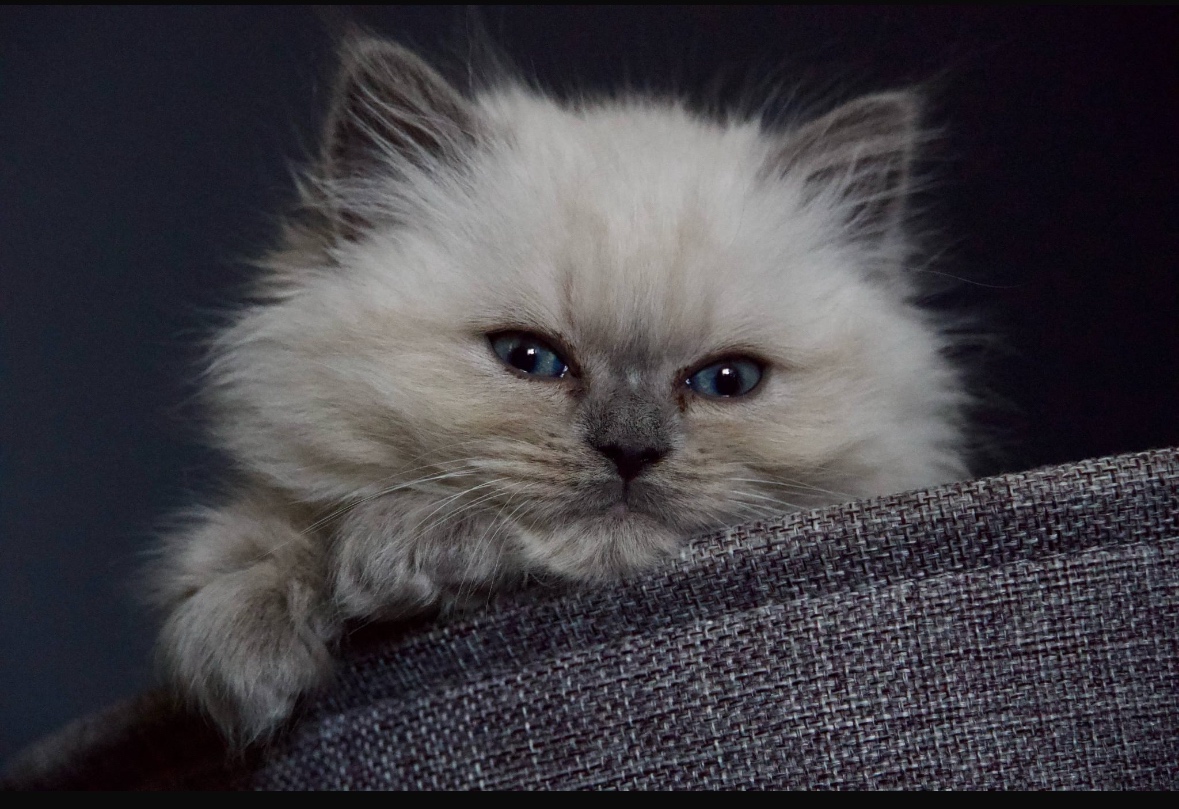 Ragdoll  250€