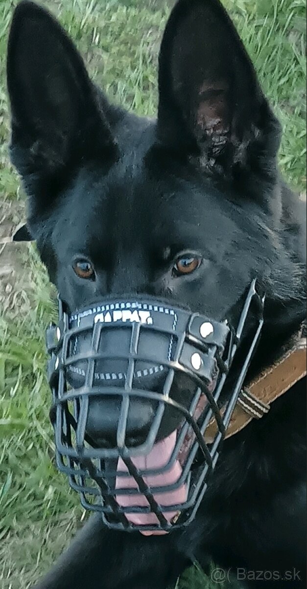 Nemecký ovciak