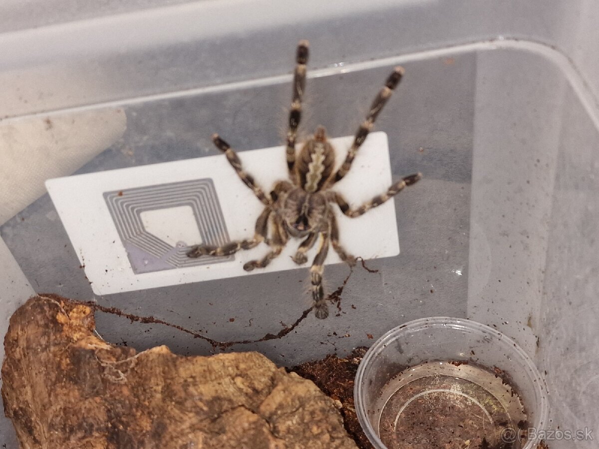 Poeciloteria Regalis