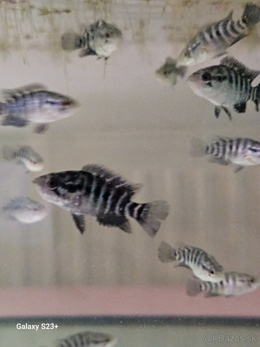 PARACHROMIS MANAGUENSIS