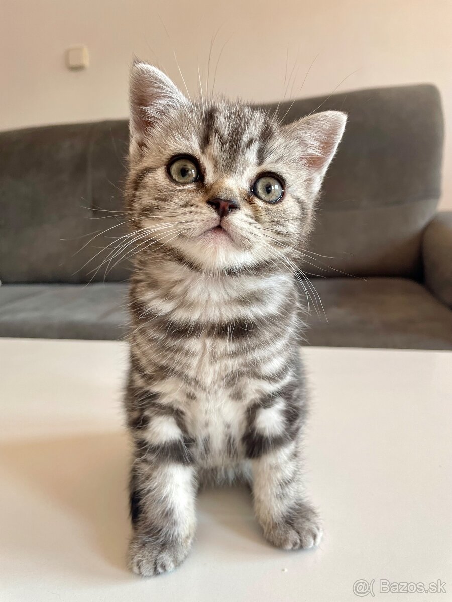 Britské mačiatka - Whiskas