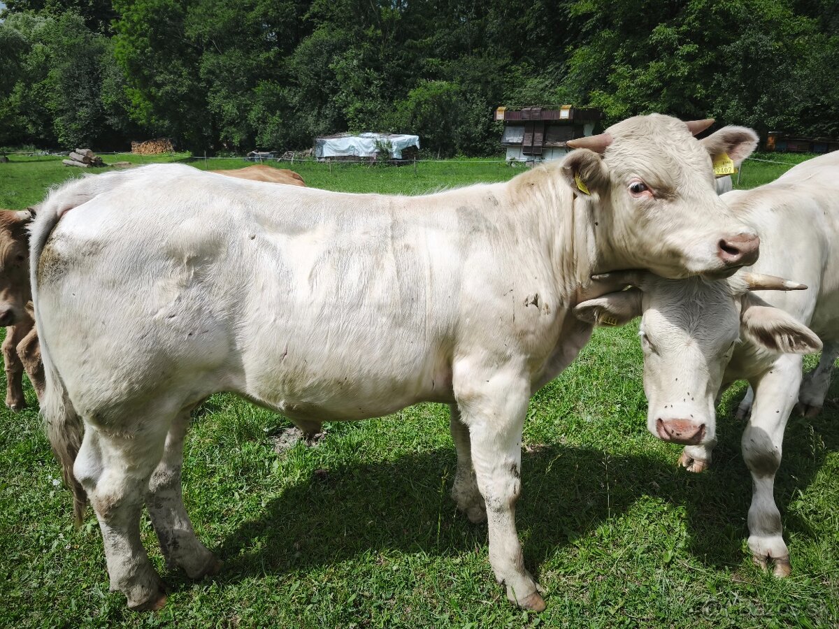 Predam Bykov - Charolais