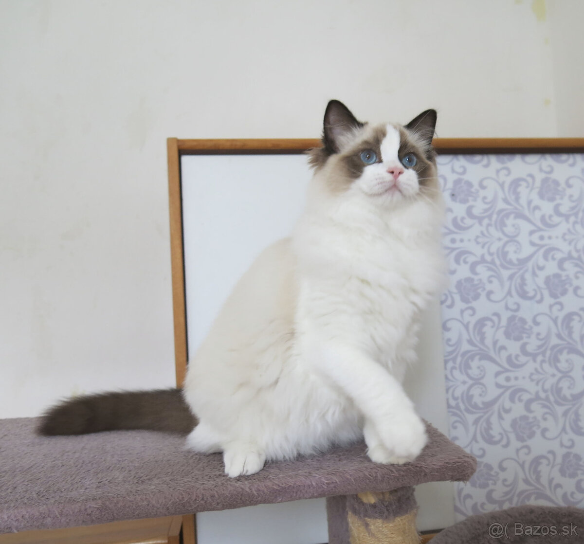 Ragdoll kocourci s průkazem původu k odběru