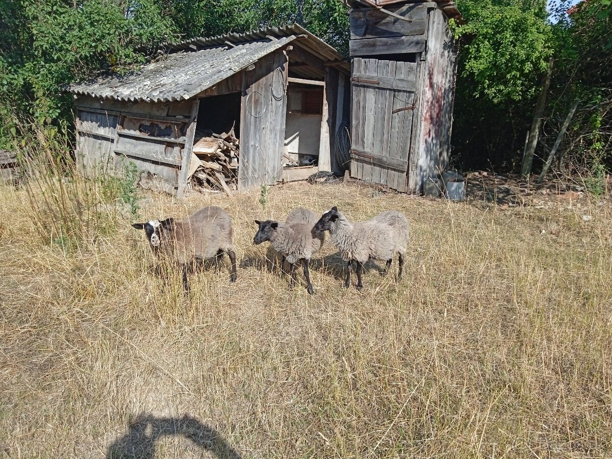 Romanovske ovce